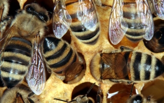 Honigbienen - Varianten